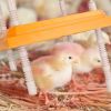 Chick Brooder Heating Plate 15W Chicken Brooder Heater with Adjustable Height Angle